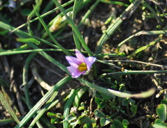 Romulea rosea australis