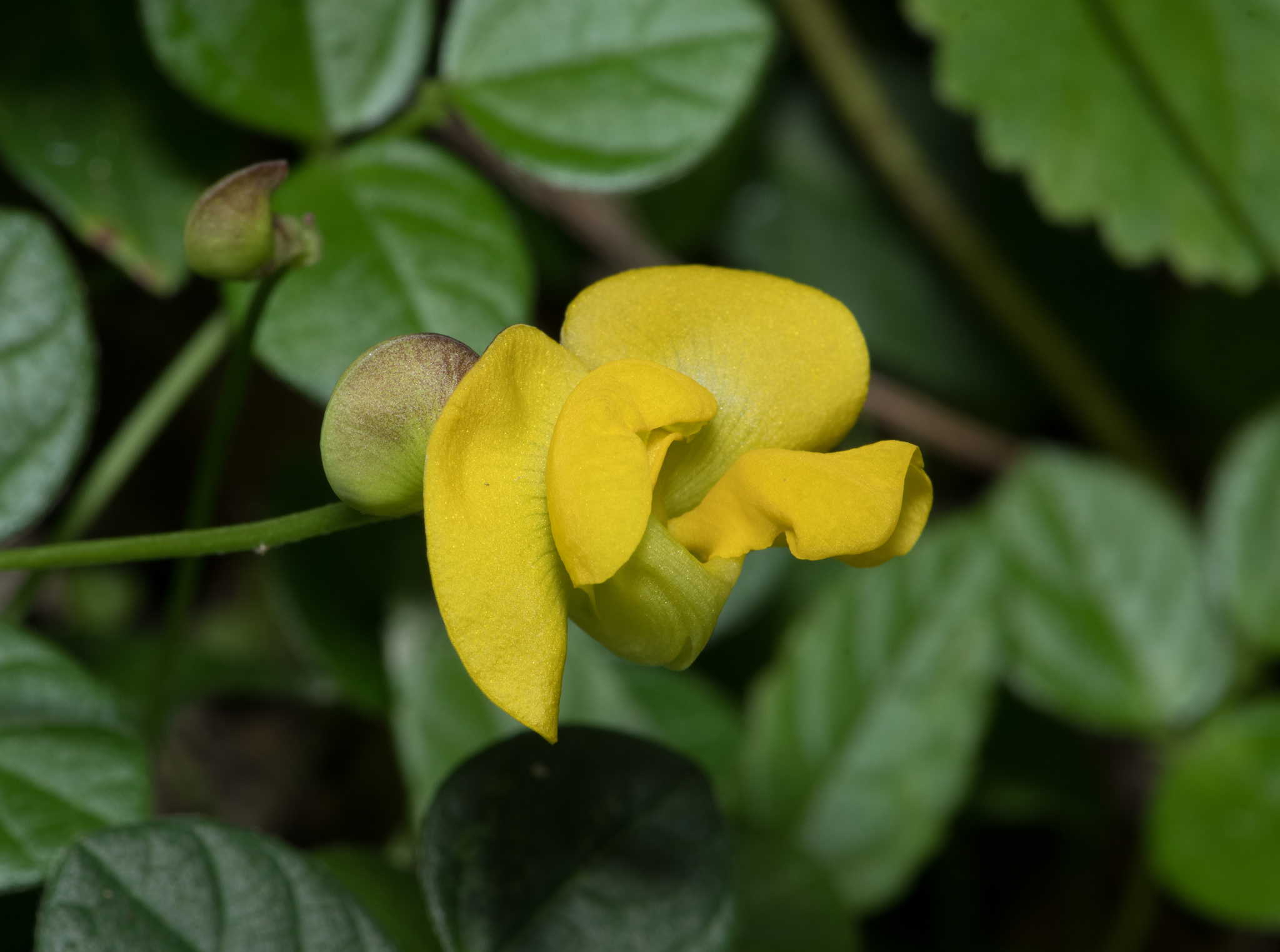 Vigna minima