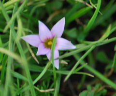 Romulea rosea australis