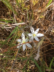 Ornithogalum umbellatum