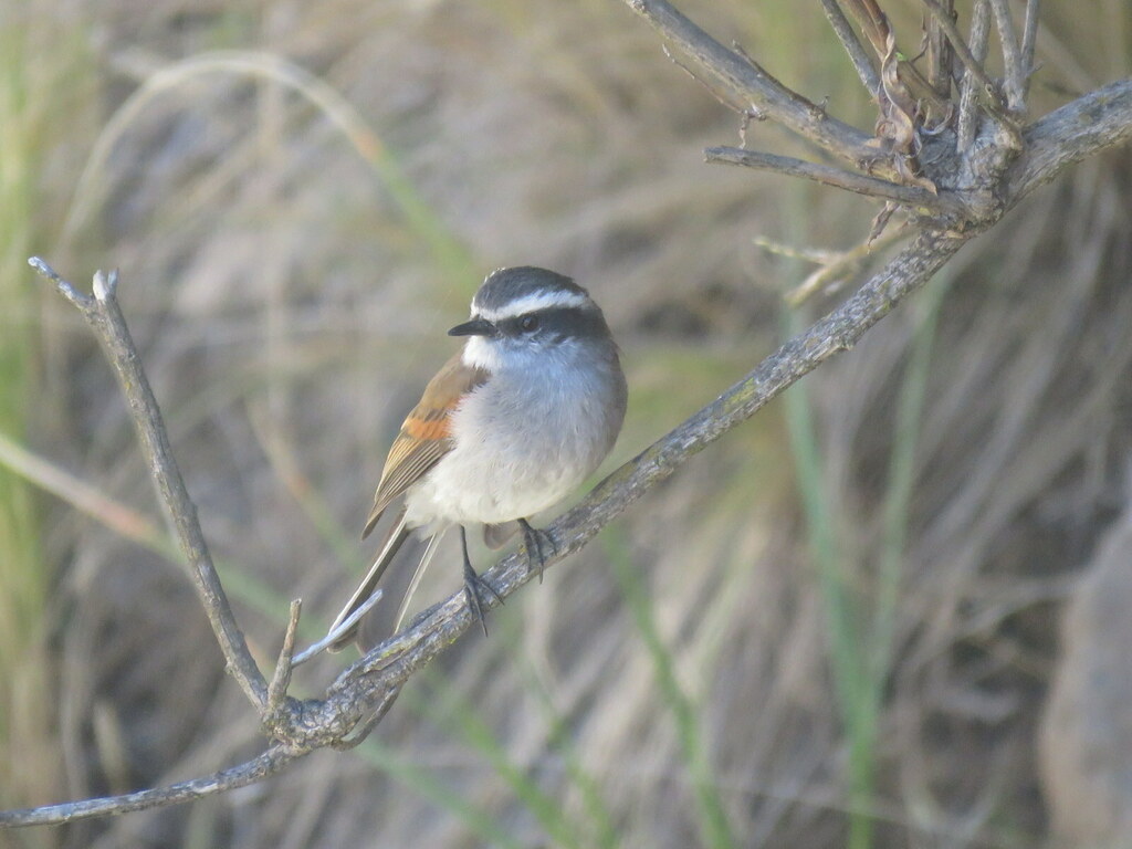 White-browed Chat-Tyrant