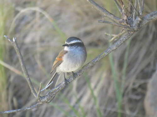 White-browed Chat-Tyrant