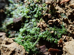 Riccardia chamedryfolia