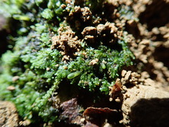 Riccardia chamedryfolia