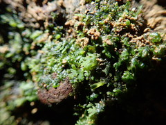 Riccardia chamedryfolia