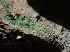 Riccardia chamedryfolia