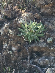 Dudleya saxosa collomiae
