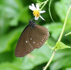 Euploea tulliolus ledereri