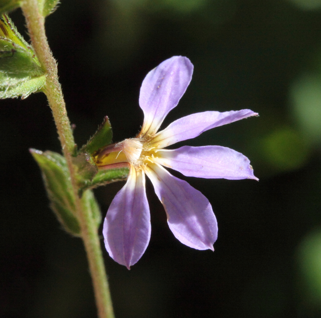 Scaevola microphylla