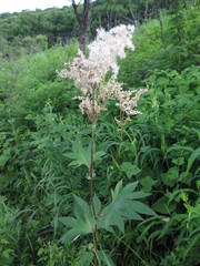 Filipendula palmata