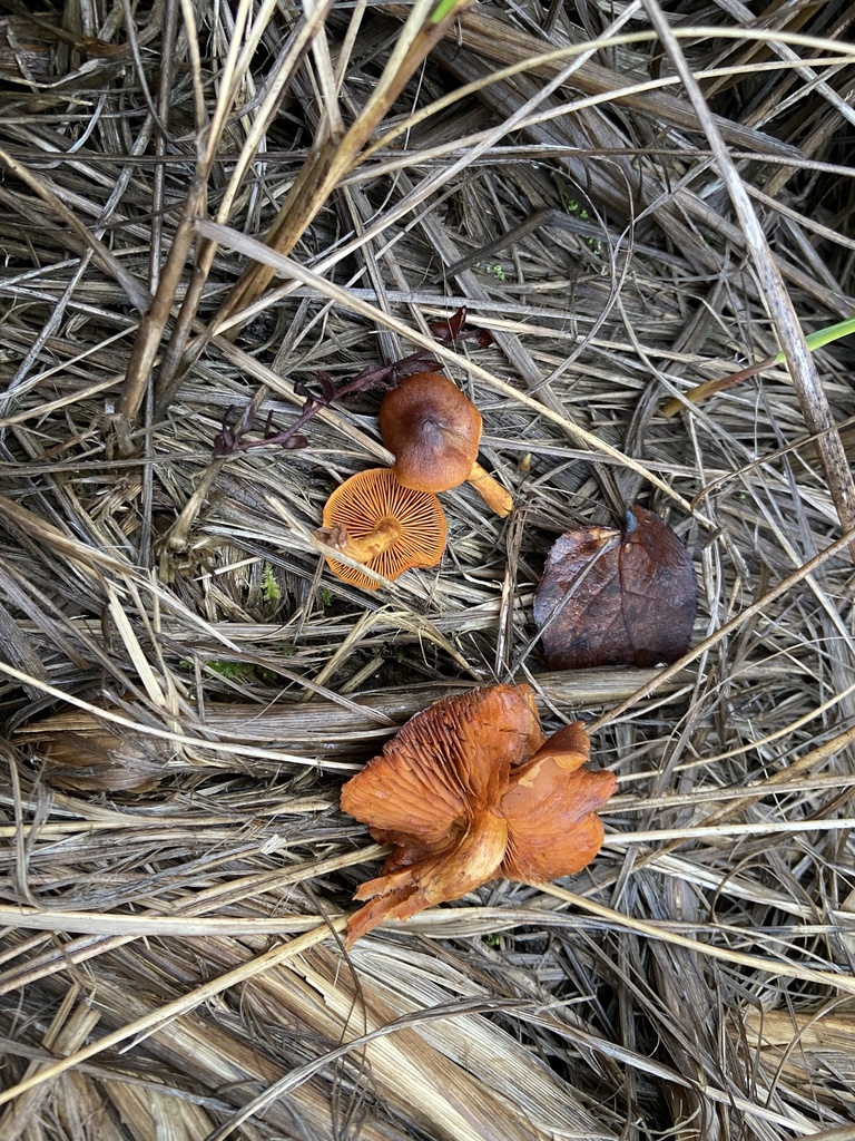 Cortinarius sp. 'Harrower88c'