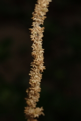 Chenopodium acuminatum virgatum