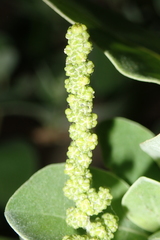 Chenopodium acuminatum virgatum