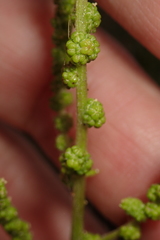 Chenopodium acuminatum virgatum
