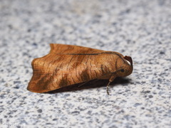 Ptyorhyncha argyresthis