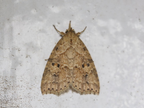 Olulis puncticinctalis Walker, 1863