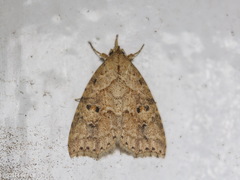 Olulis puncticinctalis