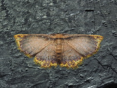 Chrysocraspeda comptaria