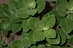 Chenopodium acuminatum virgatum