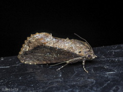 Odontodes