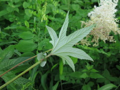 Filipendula palmata