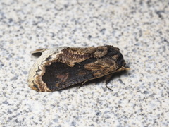 Batracharta divisa