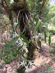 Dendrobium moniliforme