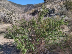 Ribes leptanthum
