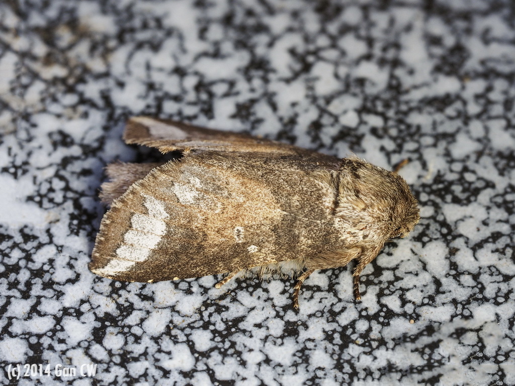 Neodrymoniaini