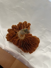 Media resource of Gymnopilus lepidotus
