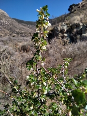 Ribes leptanthum