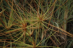 Spinifex littoreus
