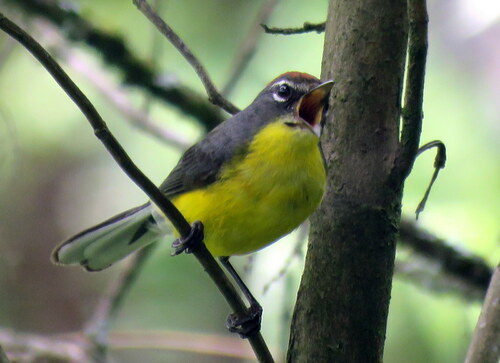 Brown-capped Whitestart (Myioborus brunniceps), photo 8
