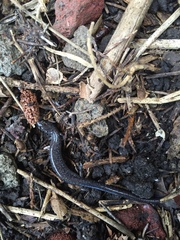 Plethodon electromorphus