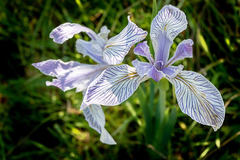 Iris longipetala