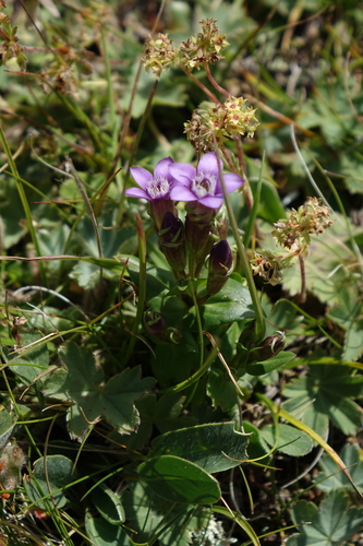 Gentianella caucasea, photograph 6