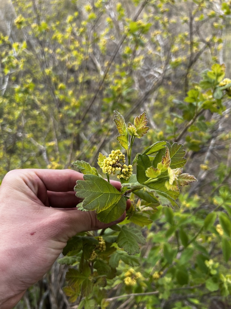 Rhus aromatica, Phelps County, MO, USA