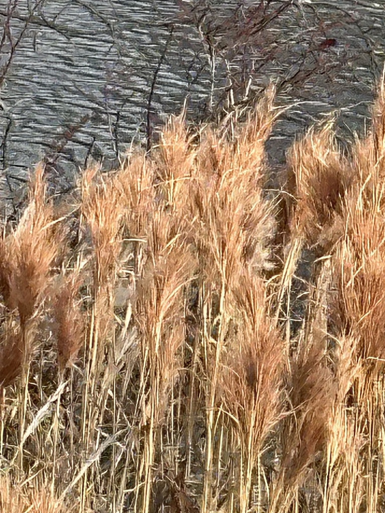 Bushy Bluestem from Bee Meadow Park, Whippany, NJ, US on December 4