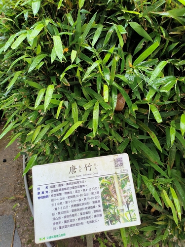 Semiarundinaria okuboi iNat (2)