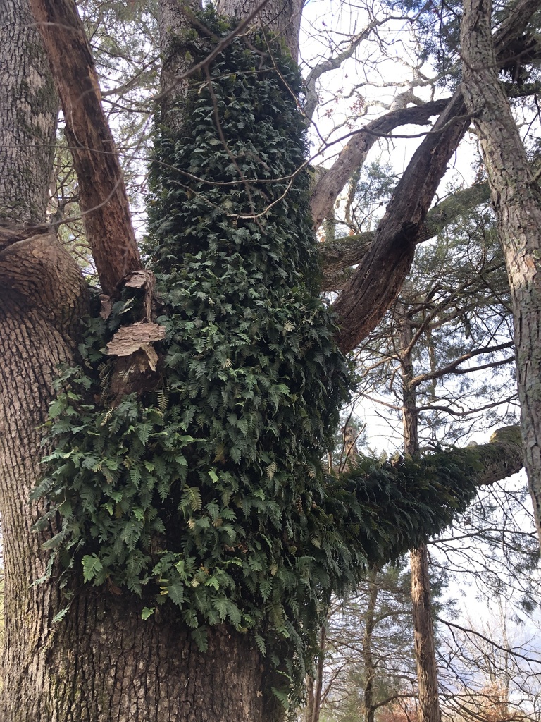 Resurrection fern fronds and creeping rhizome