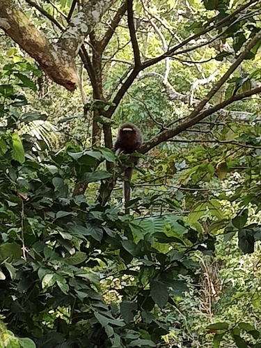 Ornate Titi