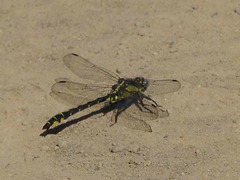 Phanogomphus kurilis