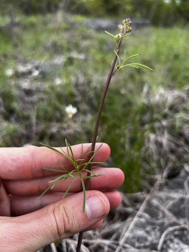 Image of Delphinium treleasei by (c) Nathan Aaron, some rights reserved (CC BY)