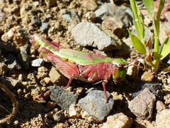 Chimarocephala pacifica