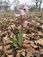 Erythronium hendersonii