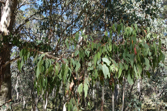 Eucalyptus rubida rubida