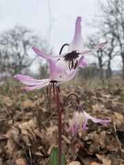 Erythronium hendersonii