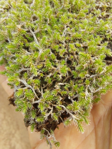 Image of Selaginella sellowii by (c) Tomás Tamagno, some rights reserved (CC BY)