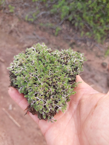 Image of Selaginella sellowii by (c) Tomás Tamagno, some rights reserved (CC BY)