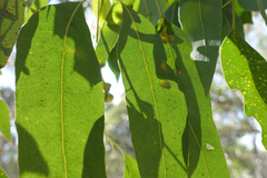 Eucalyptus rubida rubida